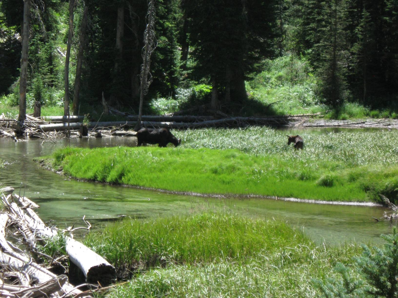 Image: A mother moose with her calf on the southern bank of the Cascade Creek