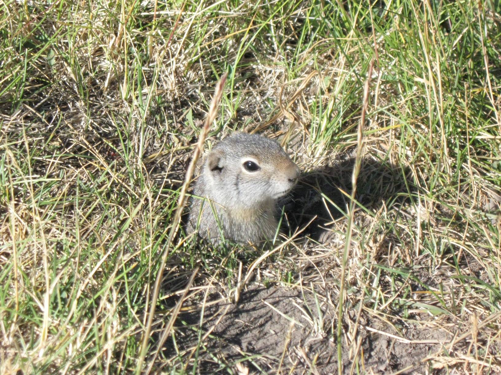 Image: A ground squirrel peaking outside its burrow at the Lower Schwabacher Landing