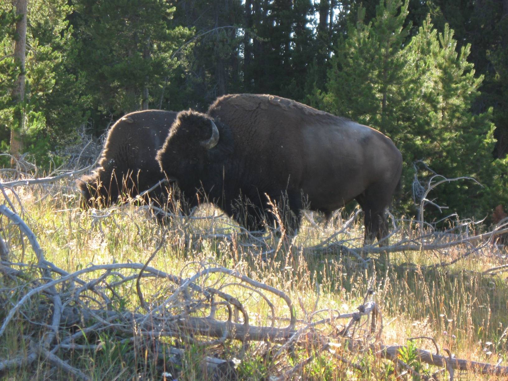 Image: Two bison near the Crested Pool