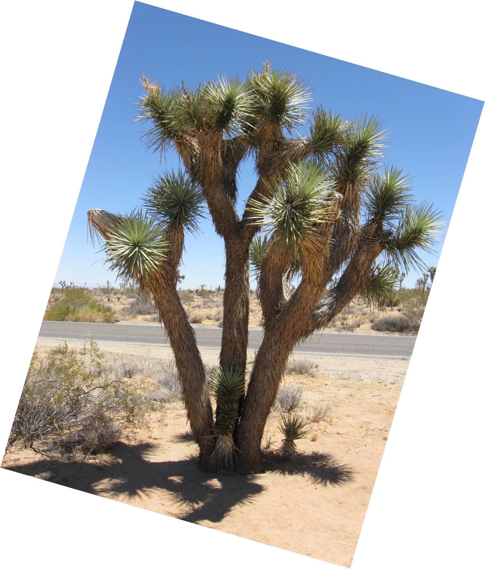 Image: A joshua tree near the west entrance to the park
