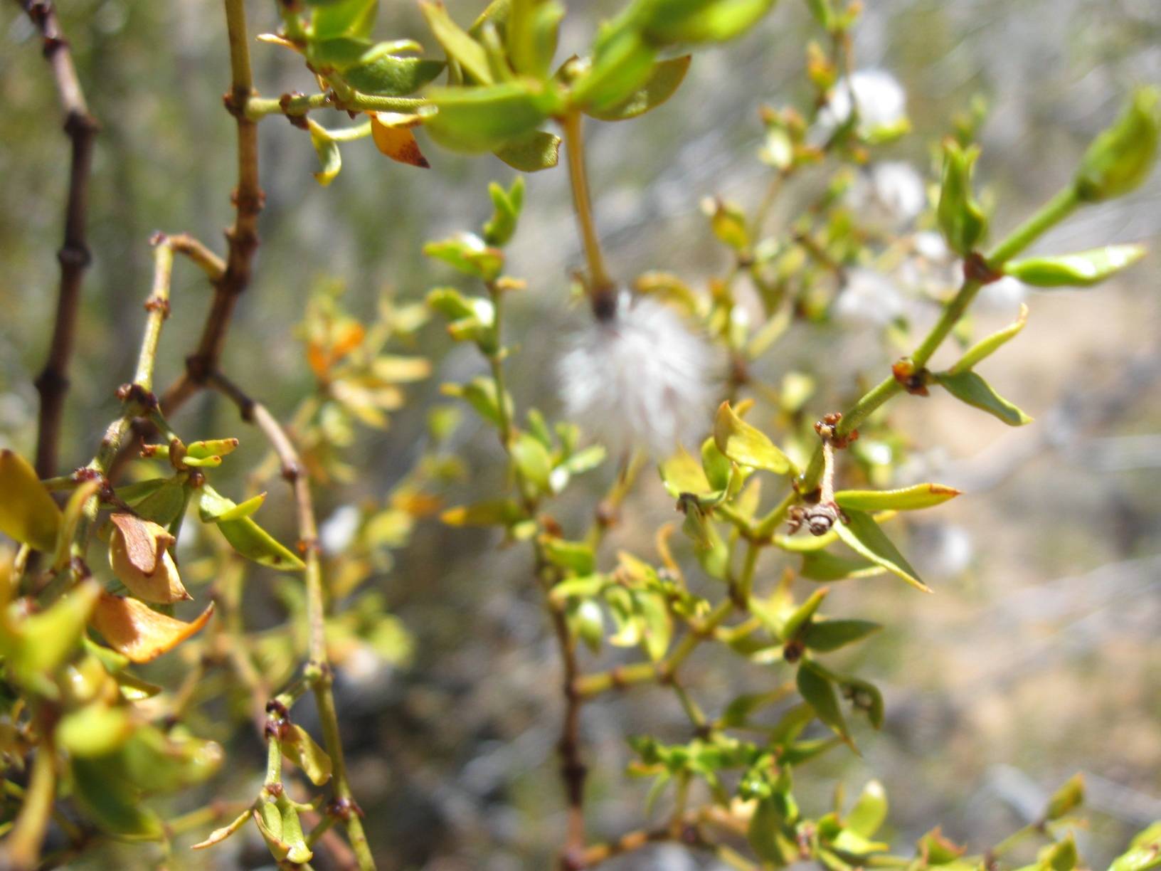 Image: A close-up of a creosote bush