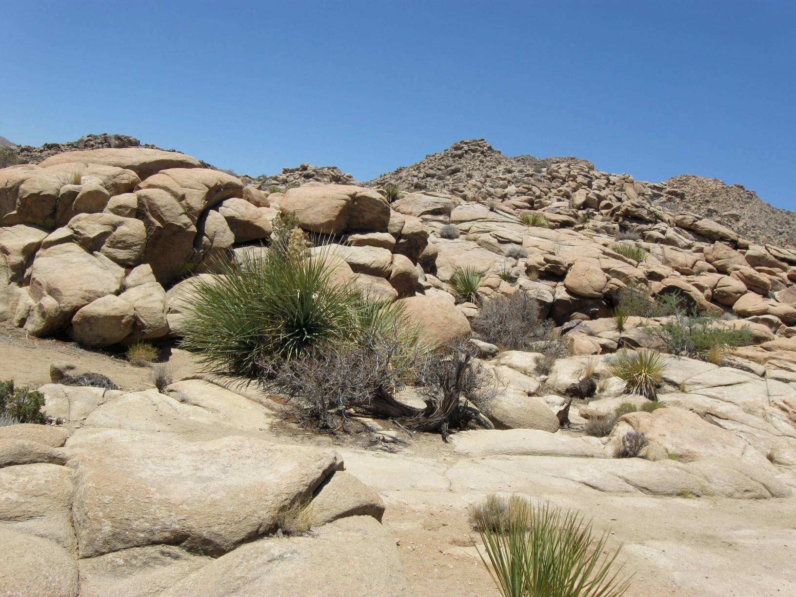 Image: Heaps of rocks -- another staple of the Joshua Tree National Park landscape