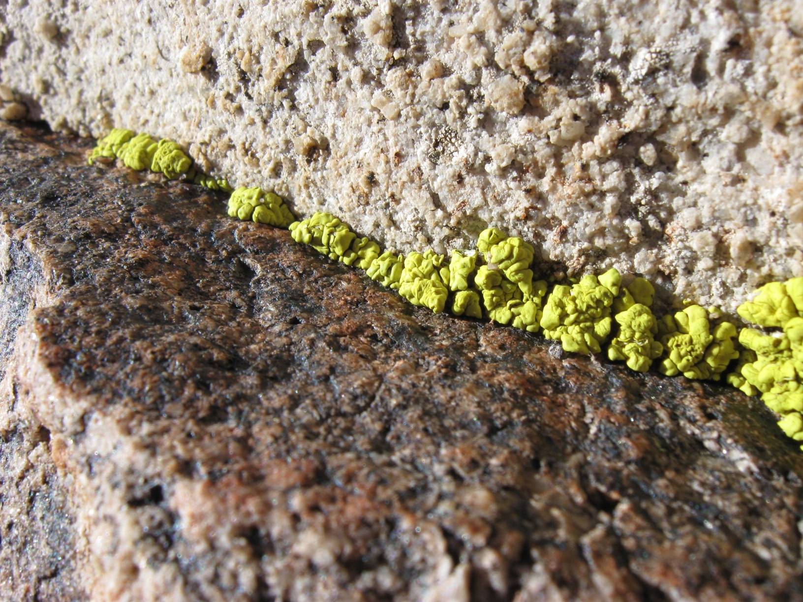 Image: Despite the high temperatures, patches of lichen can be found in the part of the national park that intersects the higher Mohave Desert.