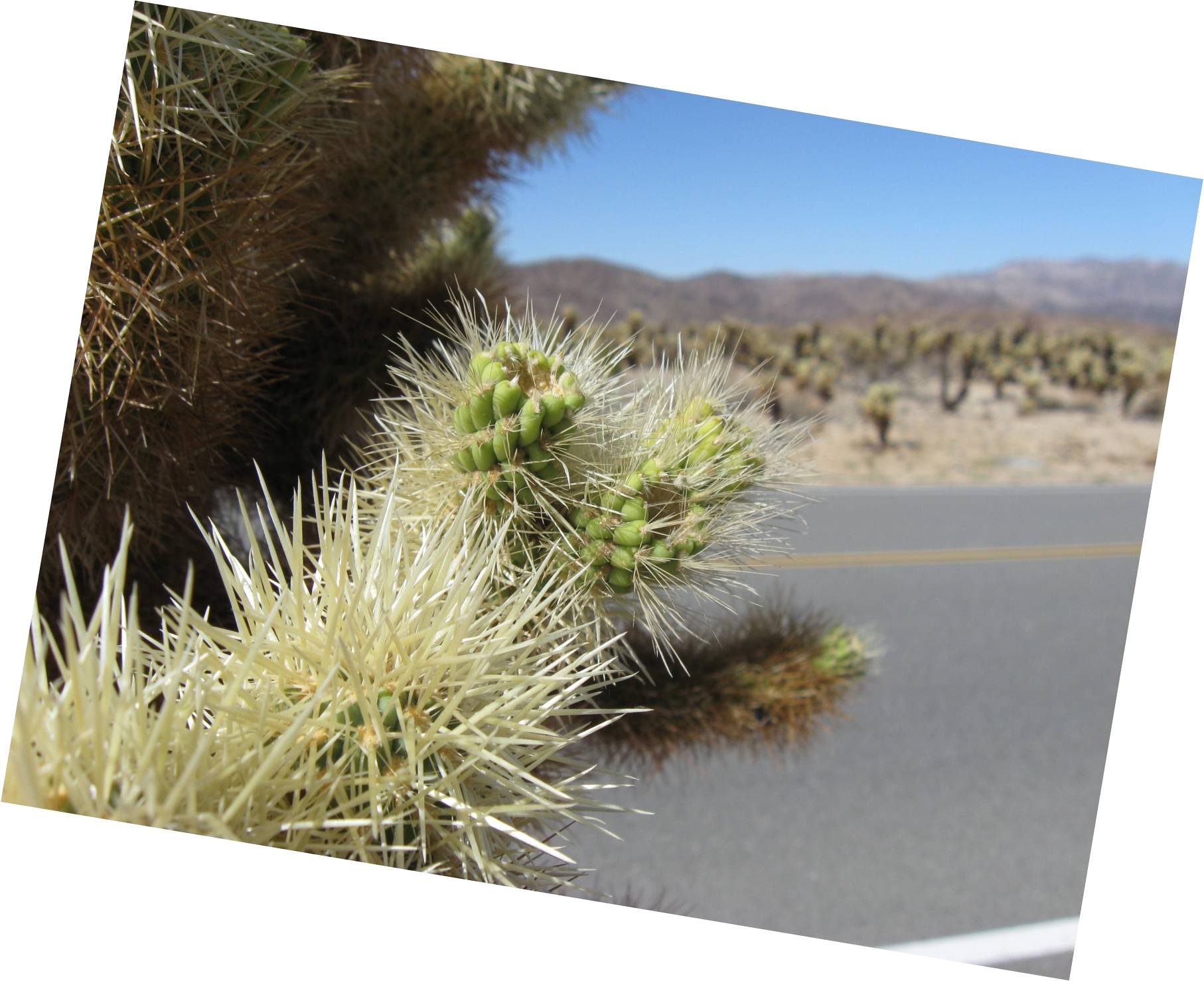 Image: The Jumping Cholla (aka the teddy bear) is prominent in the part of the national park that intersects the lower Colorado Desert
