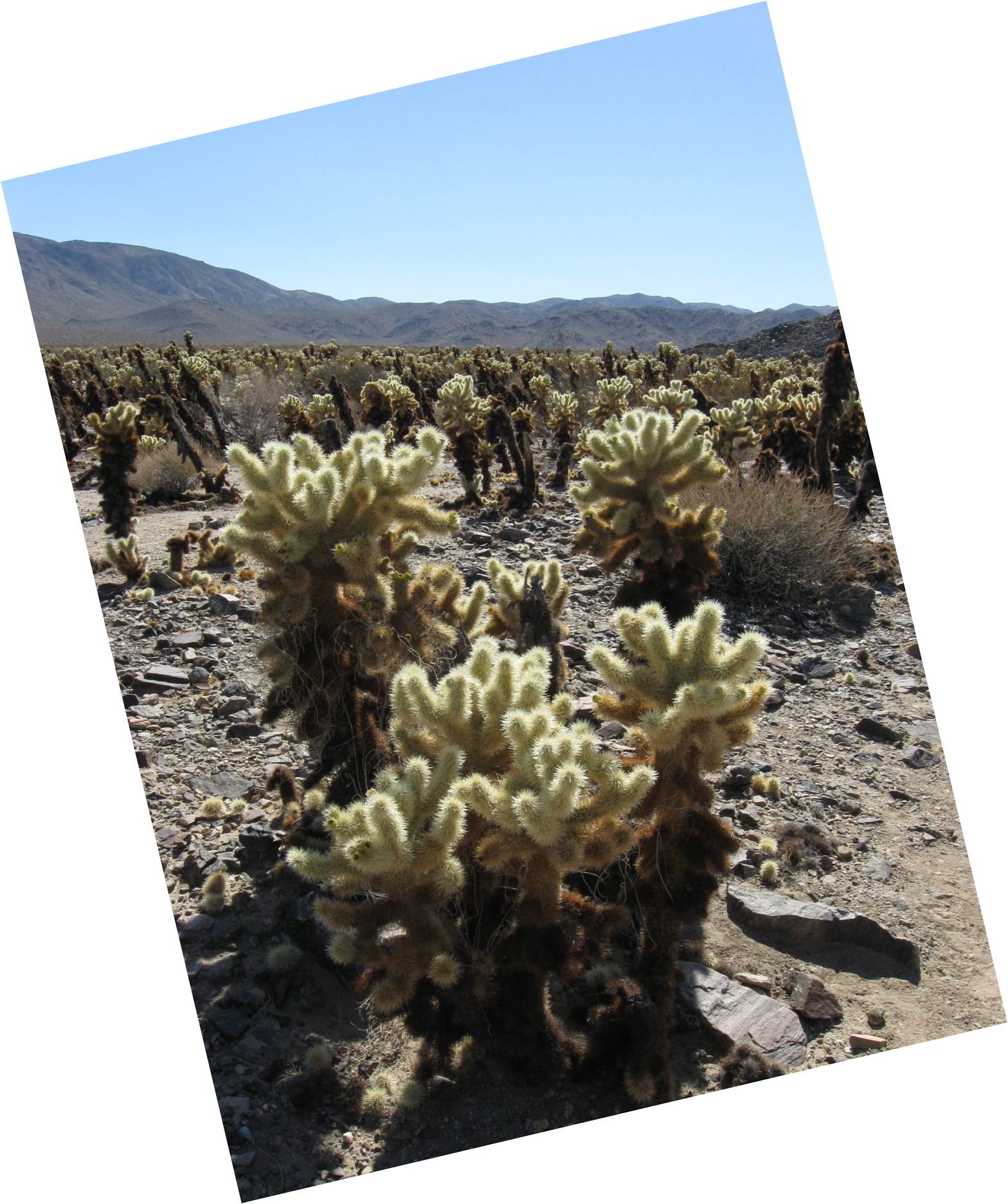 Image: The Jumping Cholla (aka the teddy bear) is prominent in the part of the national park that intersects the lower Colorado Desert