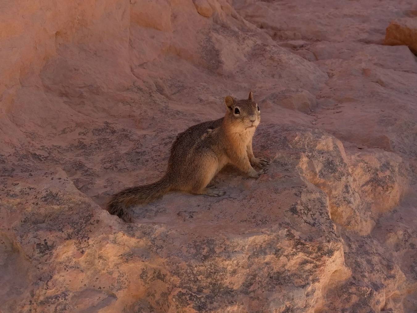 Image: A ground squirrel at the Navajo Loop Trail