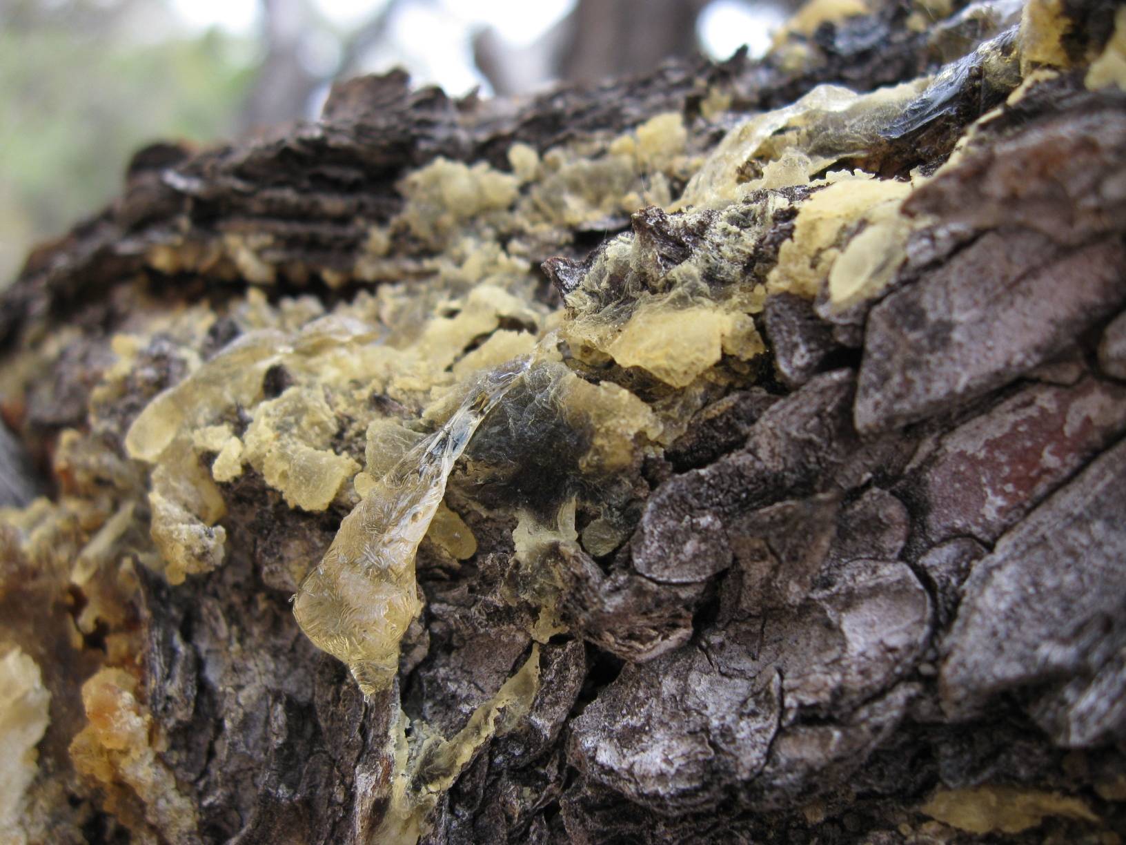Image: The bark and sap of the pinyon pine. Pinyon-juniper forests extend on both the North and South rims of the Grand Canyon.