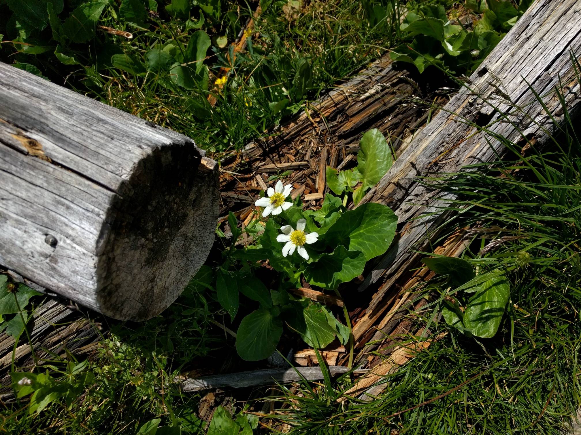 Image: A White Marsh Marigold by the Ute Trail