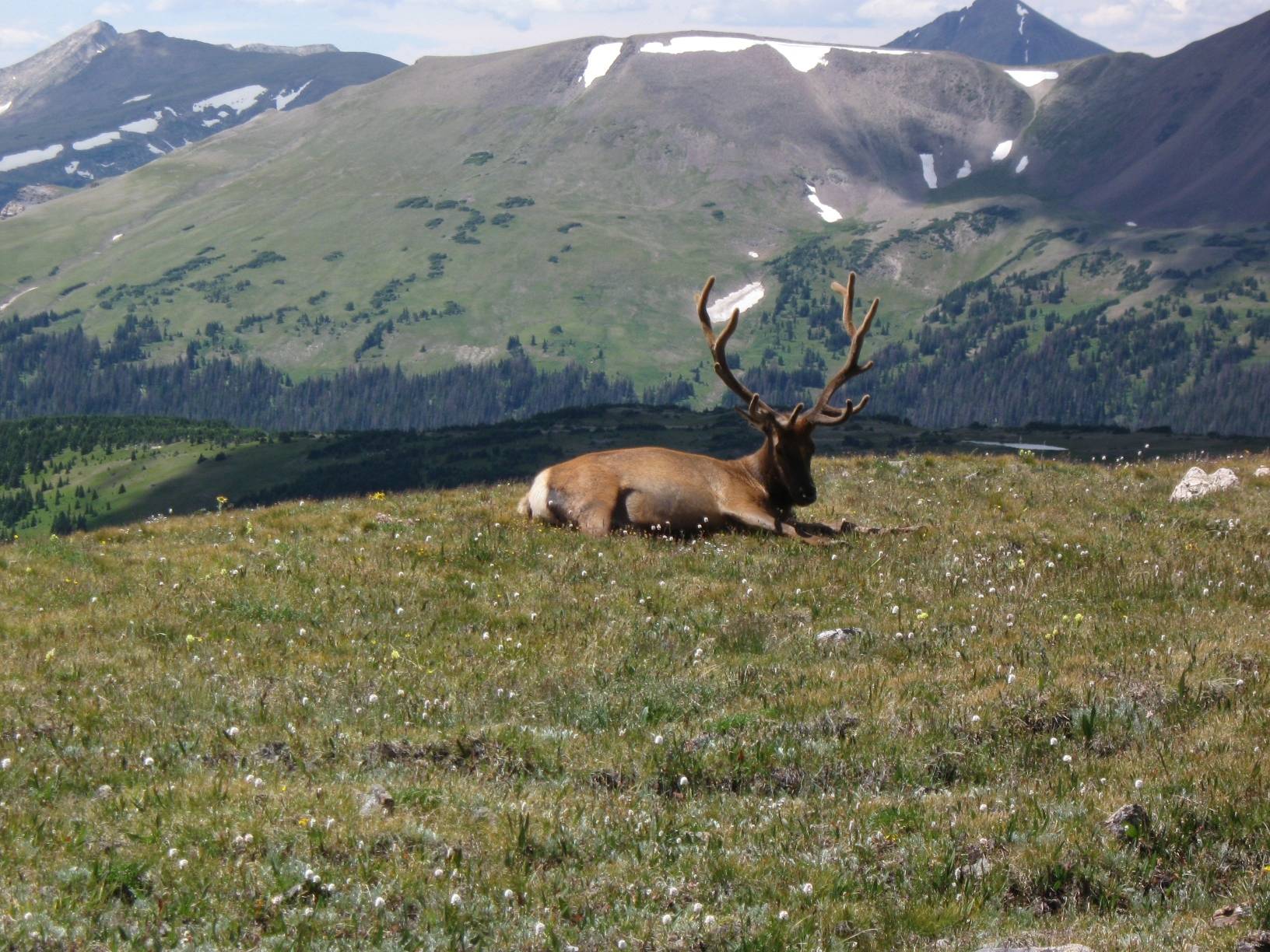 Image: An elk taking some rest near the Lava Cliffs overlook