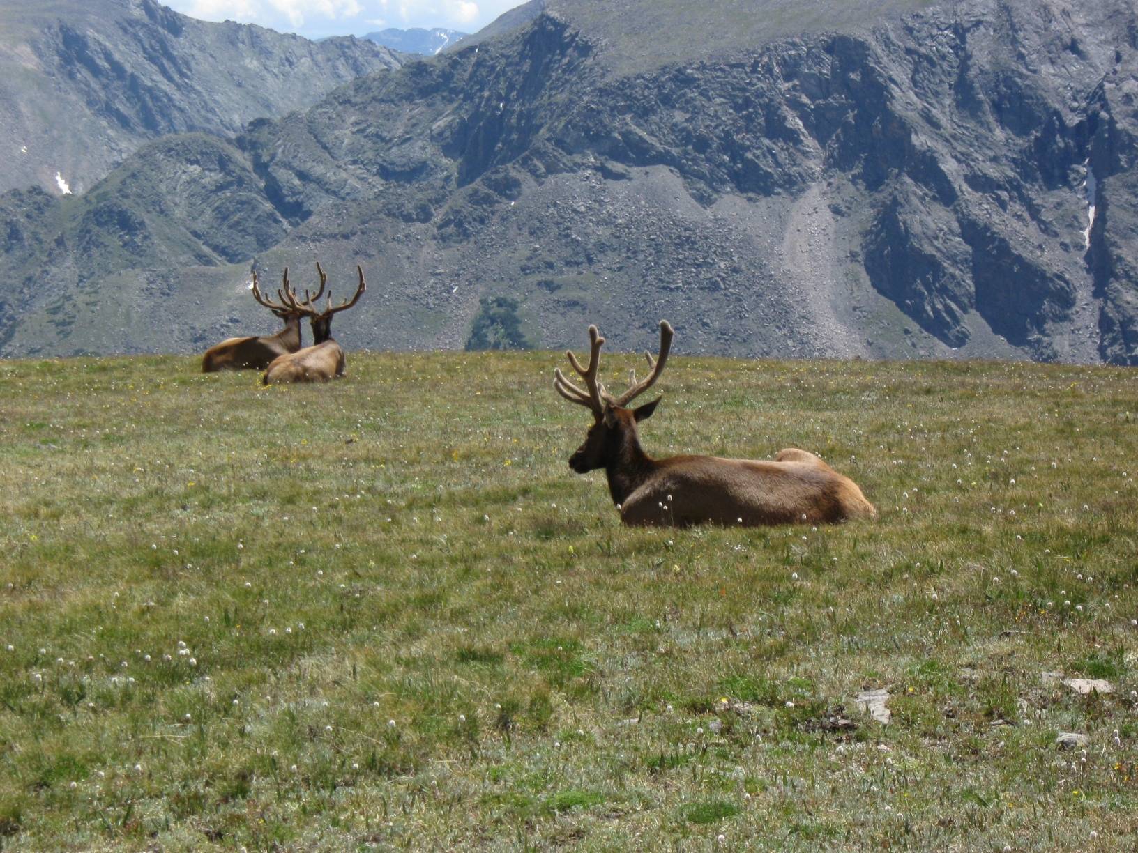 Image: An elk love triangle near the Lava Cliffs overlook