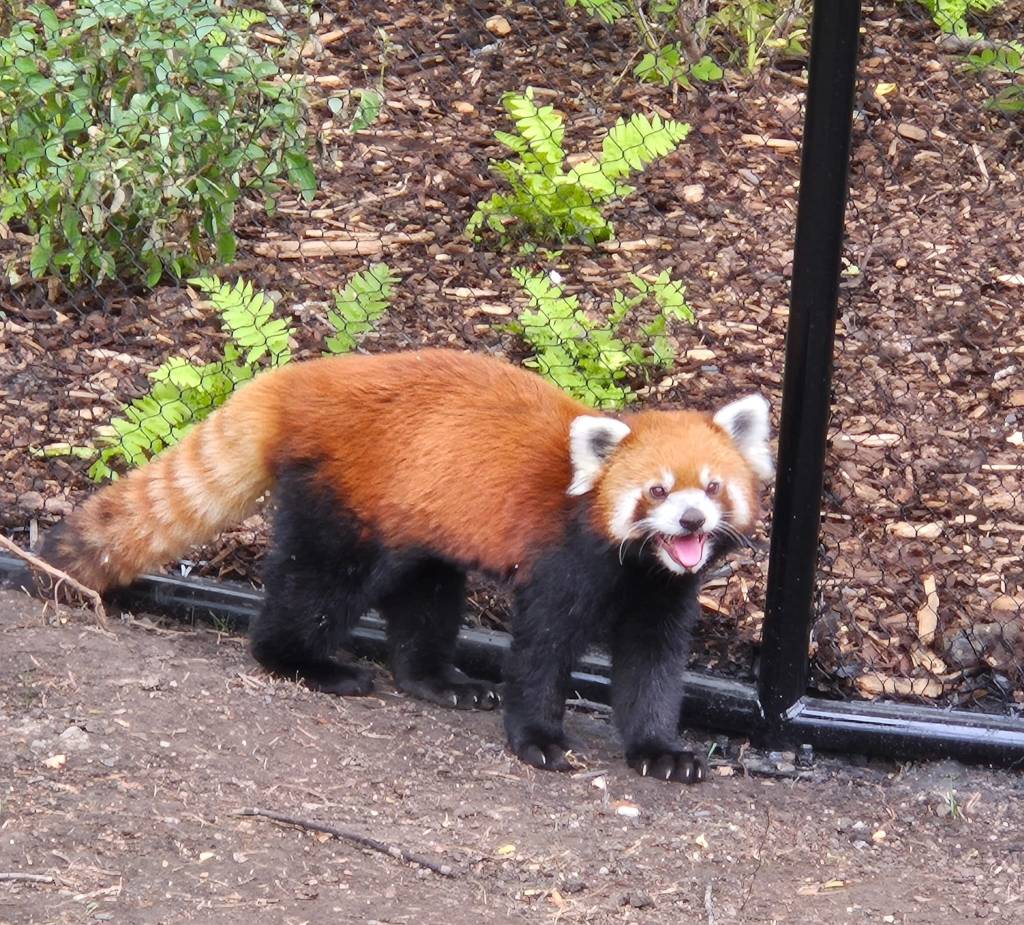 A firefox at the Calgary ZOO