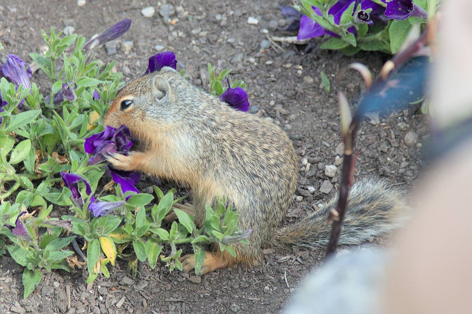 A Columbian ground squirrel eating a petunia at the Cascade of Time Garden