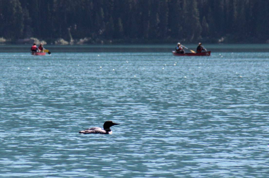 A common loon in breeding plumage on Emerald Lake
