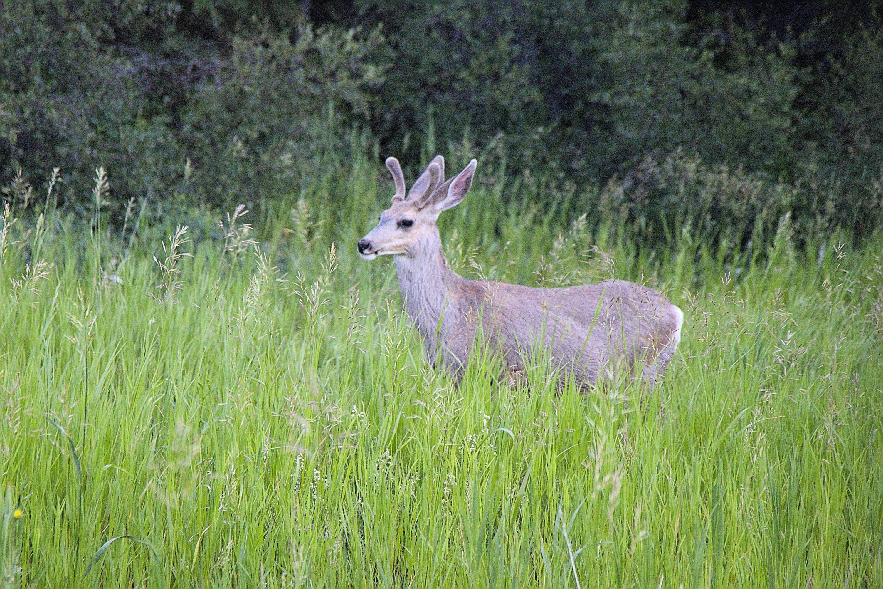 A young mule deer with its antlers still in velvet