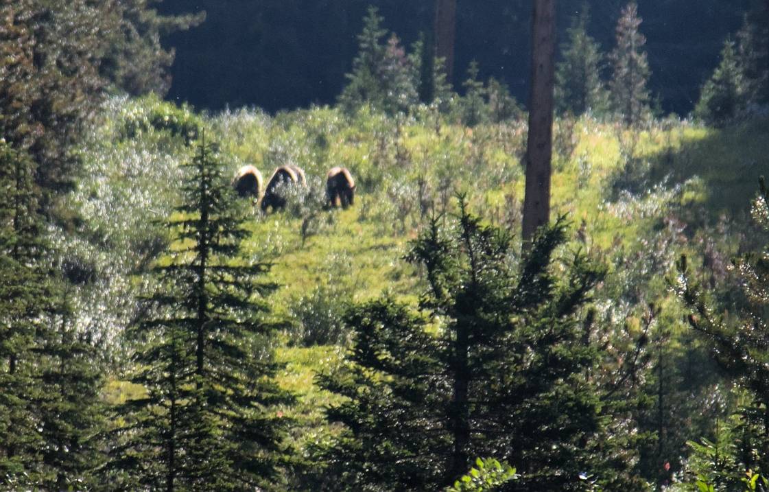 A grizzly bear mother with two of her cubs