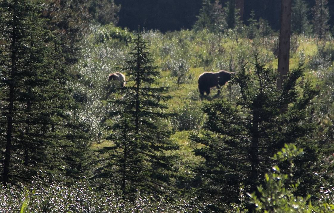 A grizzly bear mother with one of her cubs