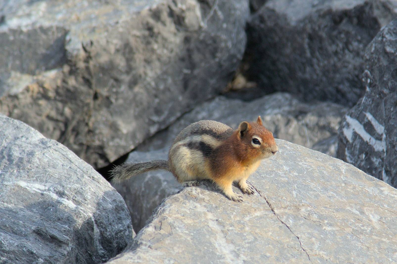 A golden-mantled ground squirrel