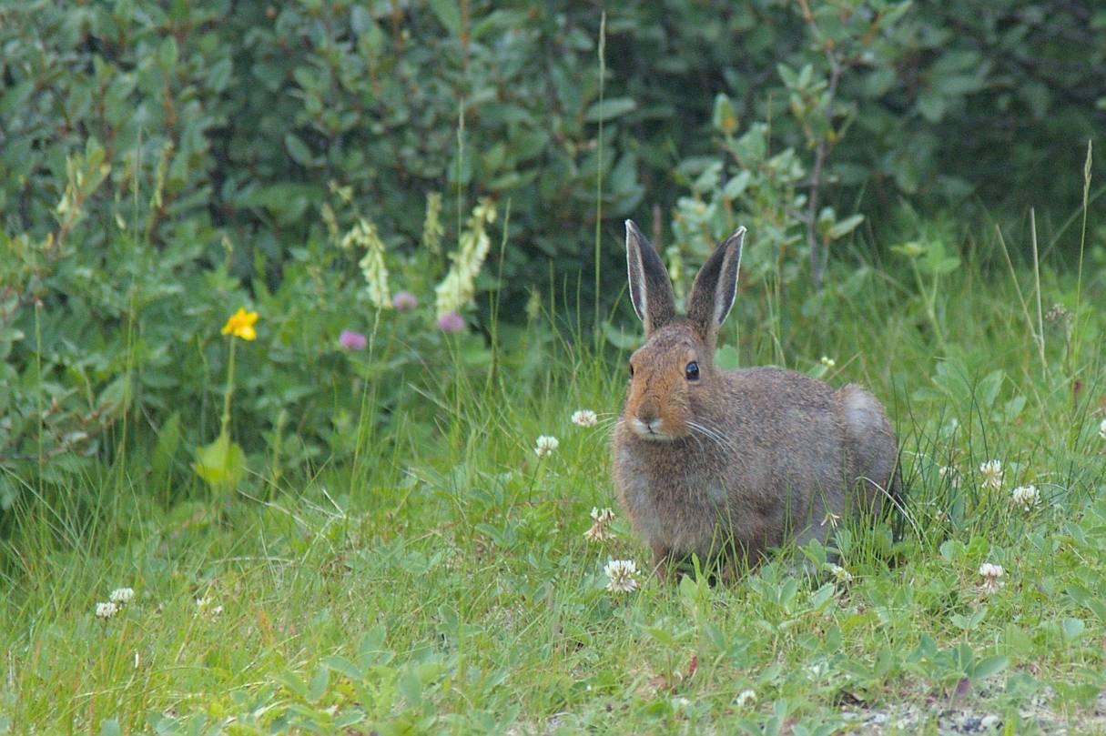 A snowshoe hare in its brown summer coat