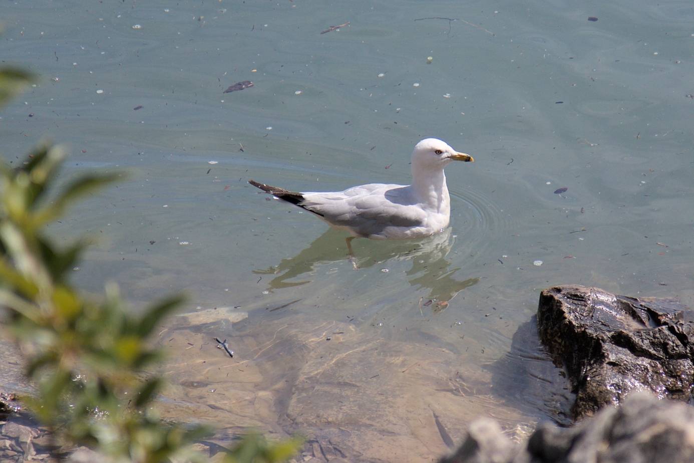 A ring-billed gull on Lake Minnewanka