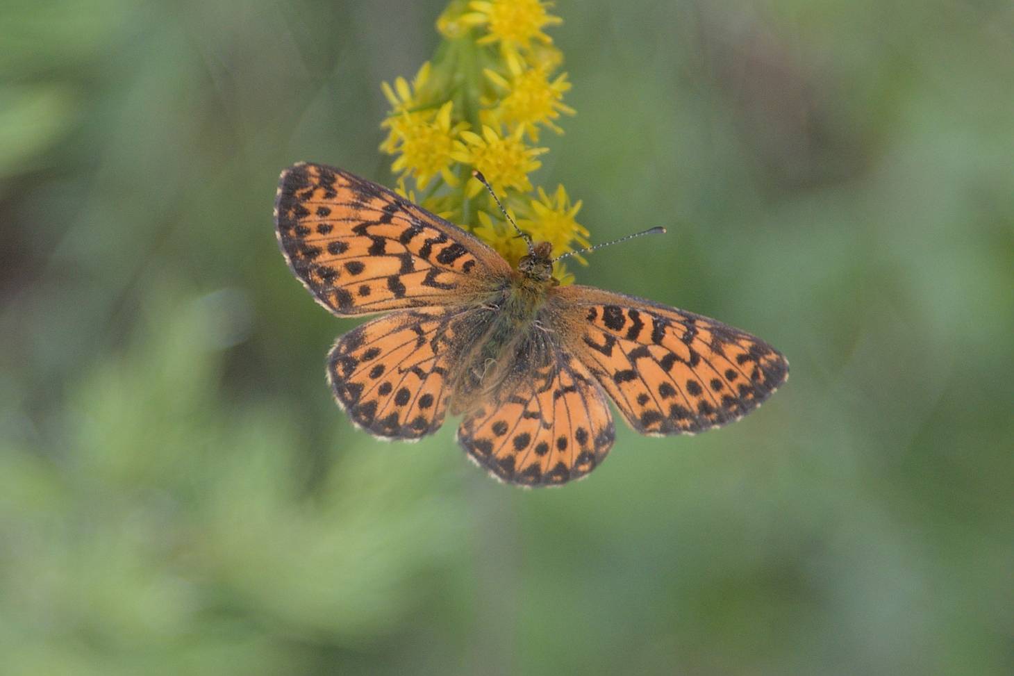 A Mormon fritillary in Stewart Canyon